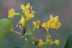 Pterocarpus santalinus